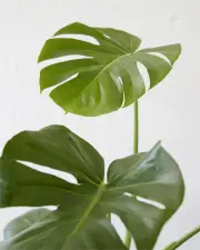Monstera Deliciosa (190mm)