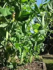 Snow Pea Climbing Melting Mammoth 25 Seeds