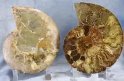 Large Ammonite Pair Nice Crystal Cavity 110myo Fossil 186mm XXXXL 7.3" 4300bb
