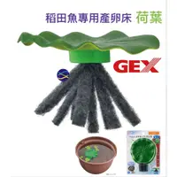 在飛比找蝦皮購物優惠-微笑的魚水族☆GEX-五味【稻田魚專用產卵床-荷葉】青鱂水景