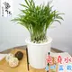 【小品文化】袖珍椰子【現貨】3吋鐵架免澆水盆栽 懶人盆栽 觀葉植物 室內植物 自動吸水 創意花盆 居家辦公盆花