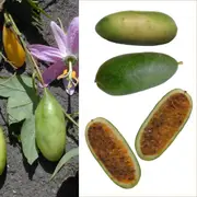 Passionfruit Banana Vine - Passiflora mollissima