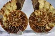 Large Ammonite Pair Great Crystals 5.1" 110myo Dinosaur age 128mm Fossil 4289cc