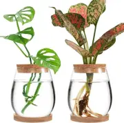 2 Pcs Separated Desktop Plant Terrarium - Plant Propagation Planter Water
