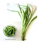 Organic Lemongrass roots, Leaves, and lemon grass Tea - Natural Herb Cymbopogon