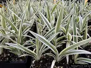 Buy Dianella Silver Streak Understory Plants