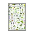 Arkansas State Wildflower Identification Nature Posters / Flower ID Field Guide
