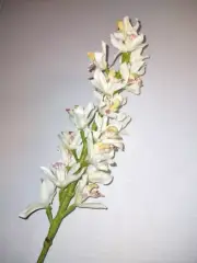 Artificial Cymbidium Orchid stem CREAM