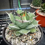 TY GARDEN - 龍舌蘭， 狂戰士嚴龍AGAVE TITANOTA “BERSERKER”