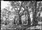 South Australia Gum trees, Flinders Range South Australia - Old Photo