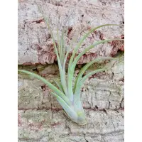 在飛比找蝦皮購物優惠-空鳳  女王頭x貝可利 Tillandsia caput m