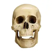 Resin Human Skull Art Teaching Anatomical Halloween Decorative Prop