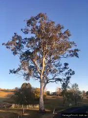 Buy Eucalyptus tereticornus Forest Red Gum Tree -