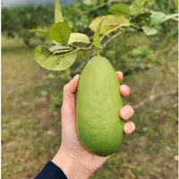 在飛比找蝦皮購物優惠-香水檸檬｜花蓮瑞穗｜有機（台斤）