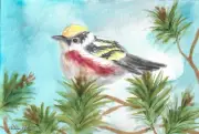 4x6 Original Watercolor and Ink Illustration Warbler Blue Sky Bird Nature