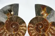 Dinosaur PAIR Ammonite Multi-Color Crystals XLG 5.4" 137mm 110myo FOSSIL n2914uu