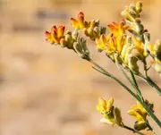 Kangaroo Paw Tango - Anigozanthos bicolour