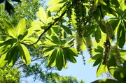 Buy Cassowary Pine Tree - Barringtonia calyptrata