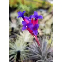 在飛比找蝦皮購物優惠-綠房子空氣鳳梨 迷你紫 紫羅蘭  Tillandsia ae