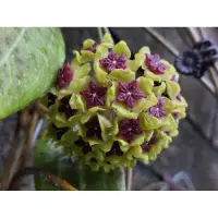 在飛比找蝦皮購物優惠-毬蘭 抹茶紅豆 Hoya cinnamomifolia