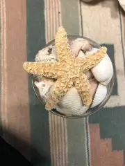 Glass Shell Decor Home Loose Shells Sea Star - CRAFTING