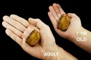 TIGERS EYE 1 1/2" Tumbled Polished Rock Mineral Chakra Healing Crystal Gemstone