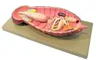Model Cockroach Dissection Showing All Internal Parts w/ English Keycard
