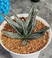 Rare liveSucculent Plant agave pintilla WYSIWYG Garden Decor Boutique Unique