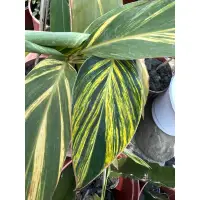 在飛比找蝦皮購物優惠-斑葉月桃 Alpinia speciosa， 觀葉植物 雨林