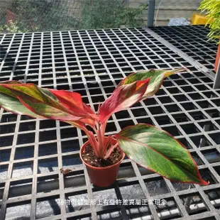 【Gardeners】極光粗肋草 3吋盆 -1入(室內植物/綠化植物/觀葉植物)