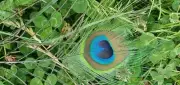 Natural peacock feathers