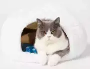Wondershop White Snow Cave Cat Enclosed Bed Cat Pet Bed