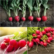 Radish - Champion seeds