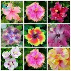 8 Color Hibiscus Rosa-sinensis Fragrant Flower Big Bloom Garden Plants 100 Seeds