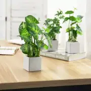 Artificial Assorted Plants, Greenery in White Square Ceramic Pots, Set of 3