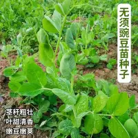 在飛比找蝦皮購物優惠-種子 無須豌豆苗種子特大豌豆尖水培荷蘭豆芽苗菜春秋冬四季播蔬