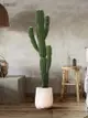 摩洛哥仙人掌盆栽仿真植物擺件落地裝飾室內盆景風格獨特 (5.1折)