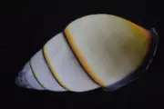 1356. Land Snail Amphidromus sp 35mm. Vietnam