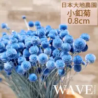 在飛比找蝦皮購物優惠-《WAVE Design 》日本大地農園 0.8cm小釦菊 