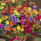 PETUNIA Dwarf Mix 200X Seeds flower garden cottage HEDGE BORDER COMPACT plant