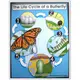 【CD-6355】The Life Cycle of a Butterfly 教學海報