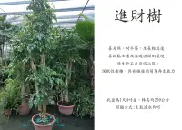 在飛比找Yahoo!奇摩拍賣優惠-心栽花坊-進財樹/海南菜豆樹1尺4吋盆/觀葉植物/室內植物/