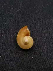 Very rare, Separatista separatista sea shell top shell #12849