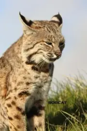 BOBCAT: BLANK JOURNAL By Paul Tyler Comish **BRAND NEW**