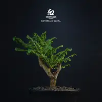 在飛比找蝦皮購物優惠-SL's植物園-神聖乳香 Boswellia sacra