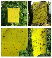 Up 20 sheets Dual Sided Strong Sticky Trap Insect Killer Yellow Catcher Fly Gnat