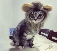 在飛比找Yahoo!奇摩拍賣優惠-貓咪獅子頭 寵物獅子頭套 獅子頭套 狗獅子頭