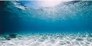 AWERT 30x18 inches Polyester Undersea Ocean Floor Aquarium Background Underwater Tropical Fish Tank Background
