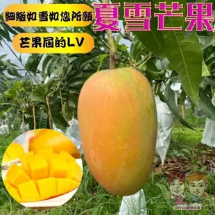 【緁迪水果JDFruit】台灣小農-台東在欉紅夏雪/蜜雪芒果 (2.5公斤/盒) 水果禮盒推薦 產地直送