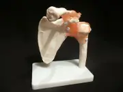 Life Size Shoulder Joint Anatomical Model Skeleton - Human Medical Anatomy